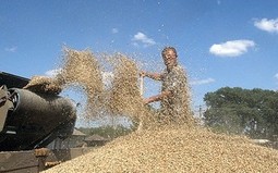 рынок зерновых
