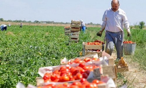 Сбор помидоров в Азербайджане.