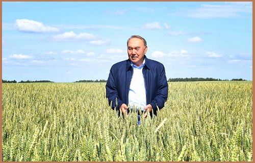 Назарбаев на пшеничном поле.