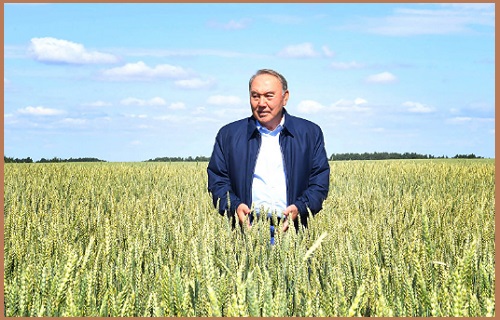 Назарбаев на пшеничном поле. Назарбаев на пшеничном поле.