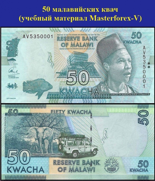 50 малавийских квач 50 малавийских квач