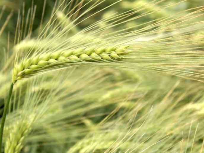 Ячмень Ячмень (английский – barley)