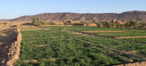Ферма в Марокко