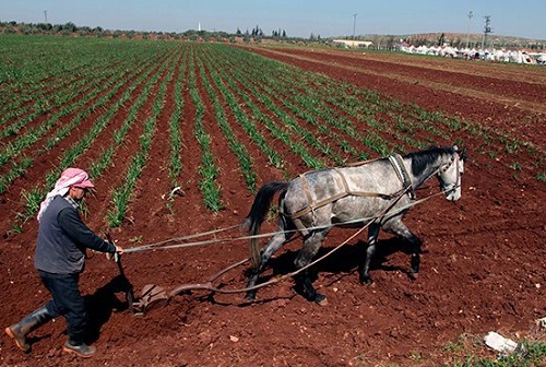 Фермер в Турции